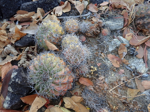 Discocactus diersianus