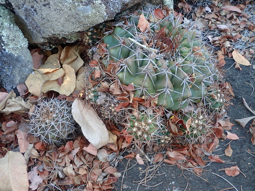Discocactus diersianus