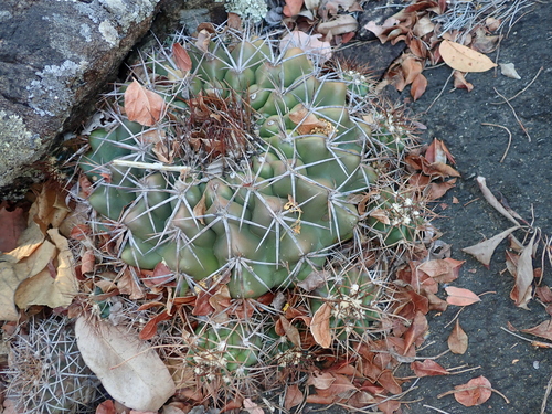 Discocactus diersianus