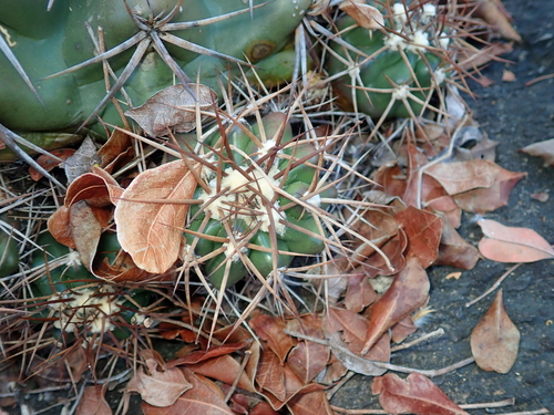 Discocactus diersianus