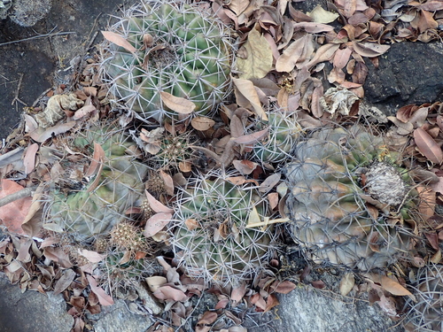 Discocactus diersianus