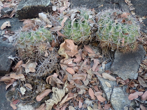 Discocactus diersianus