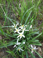 Leucocrinum montanum