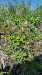 Euphorbia spathulata