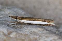 Crambus quinquareatus