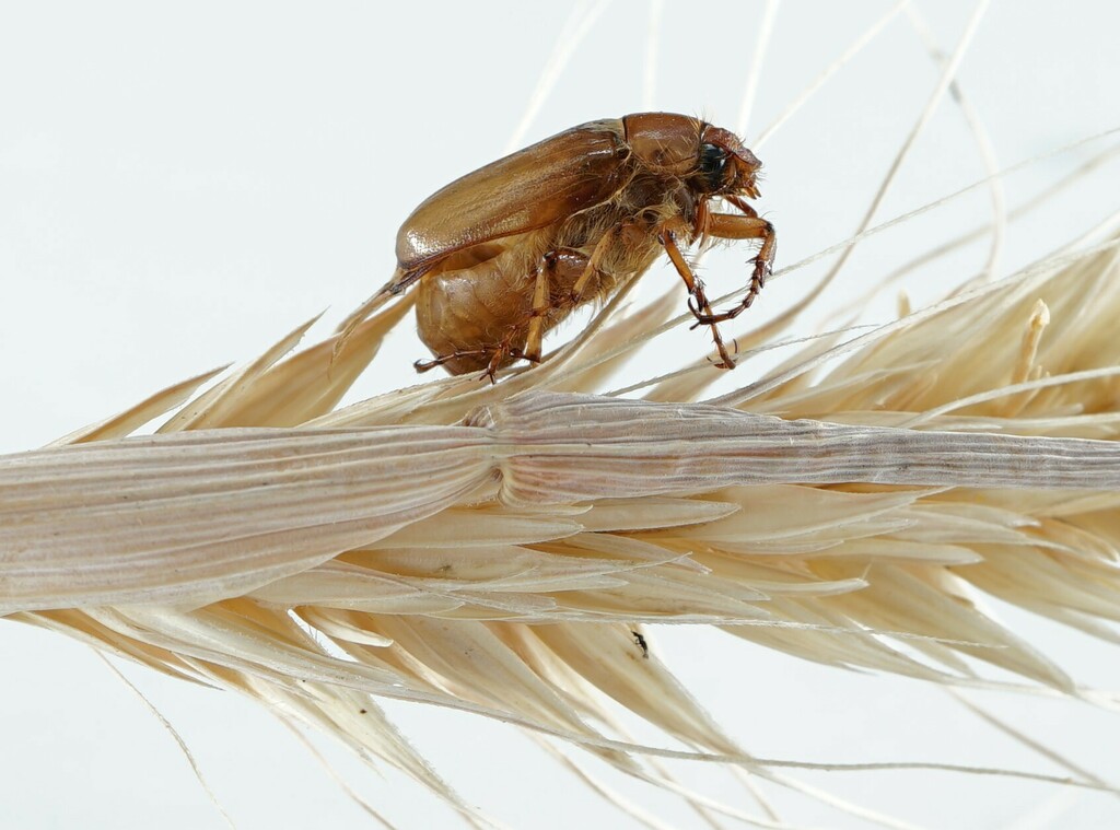 Rhizotrogus pallidipennis