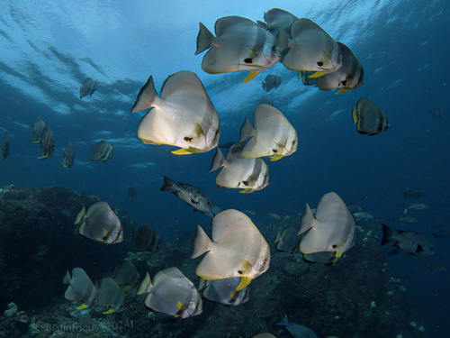 Batfish
