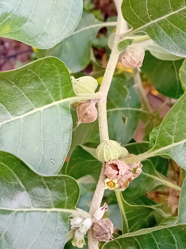 Foto de Phisales
