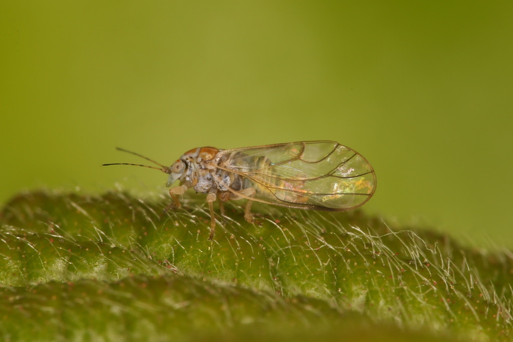 Cacopsylla iteophila
