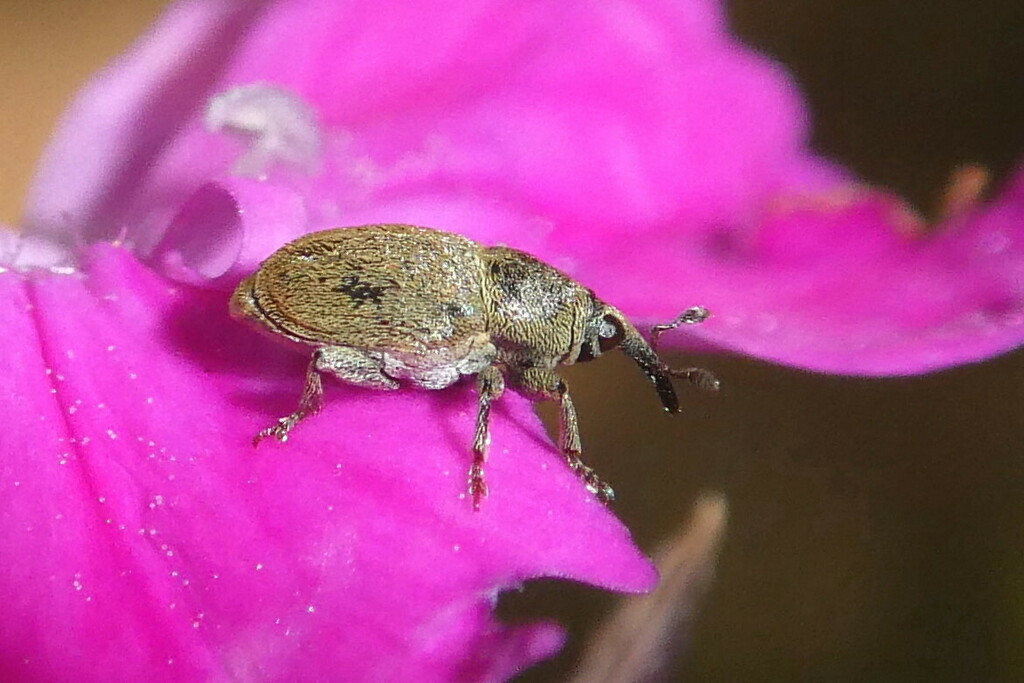 Sibinia subelliptica