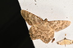 Image of Epimecis hortaria