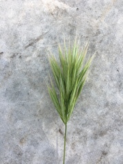 Bromus fasciculatus