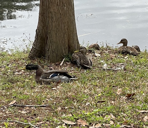 Mallard photographed in Florida