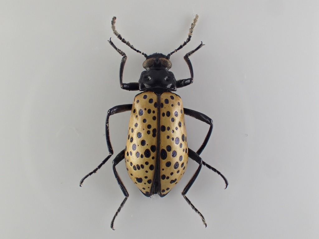 Cuphotes