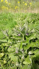 Symphytum officinale