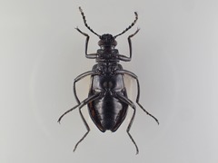 Cuphotes elongatus