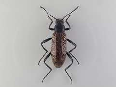 Strongylium cribripes
