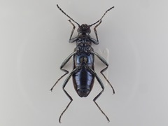 Strongylium cribripes