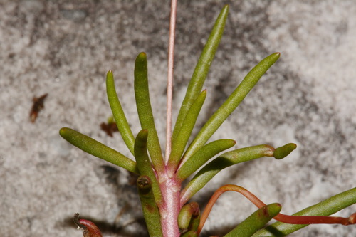 Image of Phemeranthus mengesii by (c) Brian Finzel, some rights reserved (CC BY-SA)