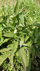 Symphytum officinale