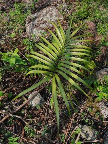 Cycad (Zamia standleyi)