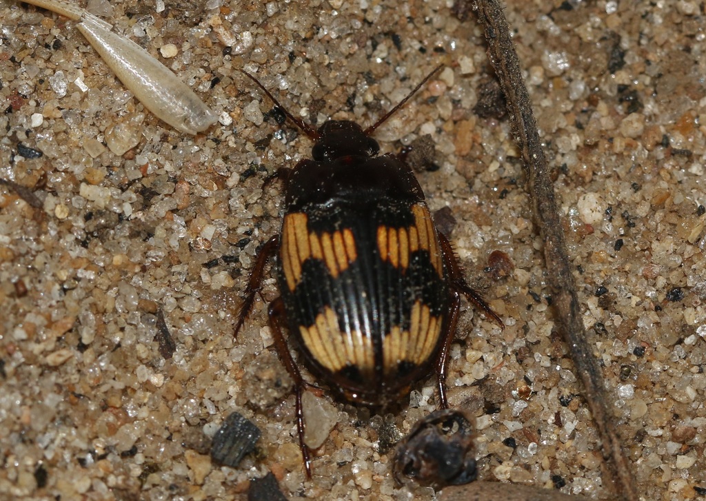 Cyclosomus flexuosus