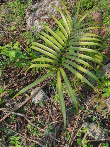 Image of Zamia standleyi by (c) Olvin Wilfredo Oyuela, some rights reserved (CC BY-SA)
