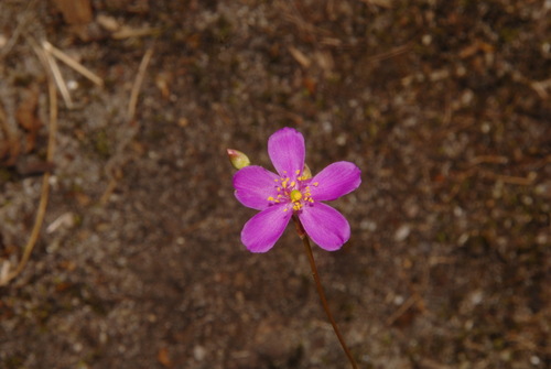 Image of Phemeranthus mengesii by (c) Brian Finzel, some rights reserved (CC BY-SA)