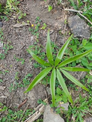 Image of Zamia standleyi by (c) Olvin Wilfredo Oyuela, some rights reserved (CC BY-SA)