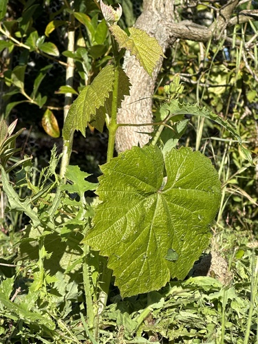Foto de Uva