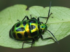 Chrysocoris stockerus