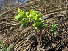 Corydalis bracteata