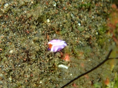 Thuridilla albopustulosa