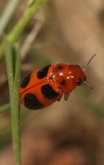 Ceratobasis koenigii