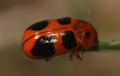 Ceratobasis koenigii