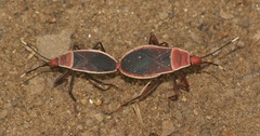 Probergrothius varicornis