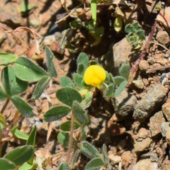 Acmispon wrangelianus