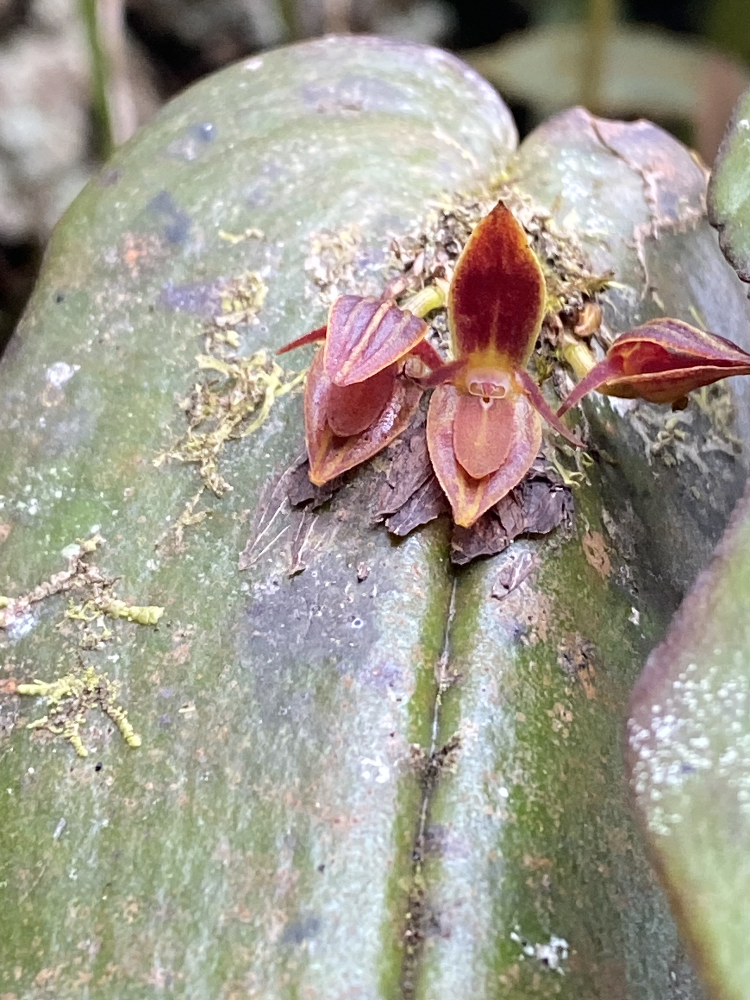 Pleurothallis coriacardia image