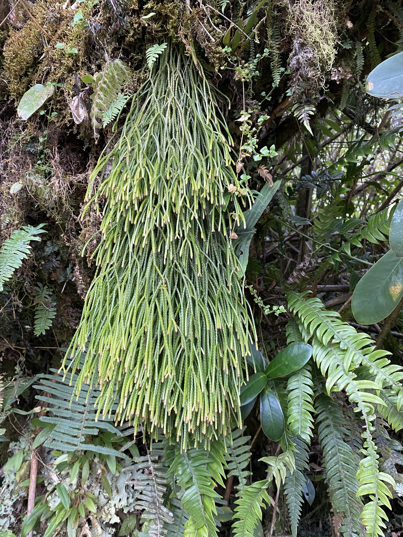 Phlegmariurus echinatus image