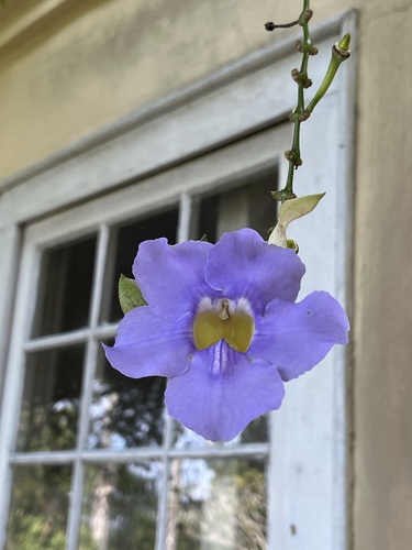 Foto de Tumbérgia
