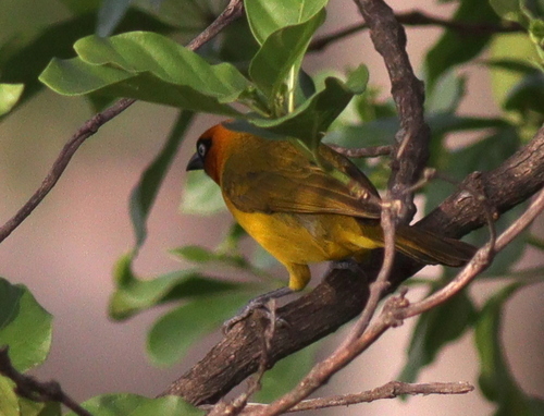 Olive-naped Weaver (Ploceus brachypterus), photo 5