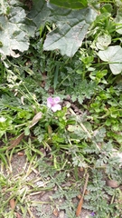 Erodium cicutarium
