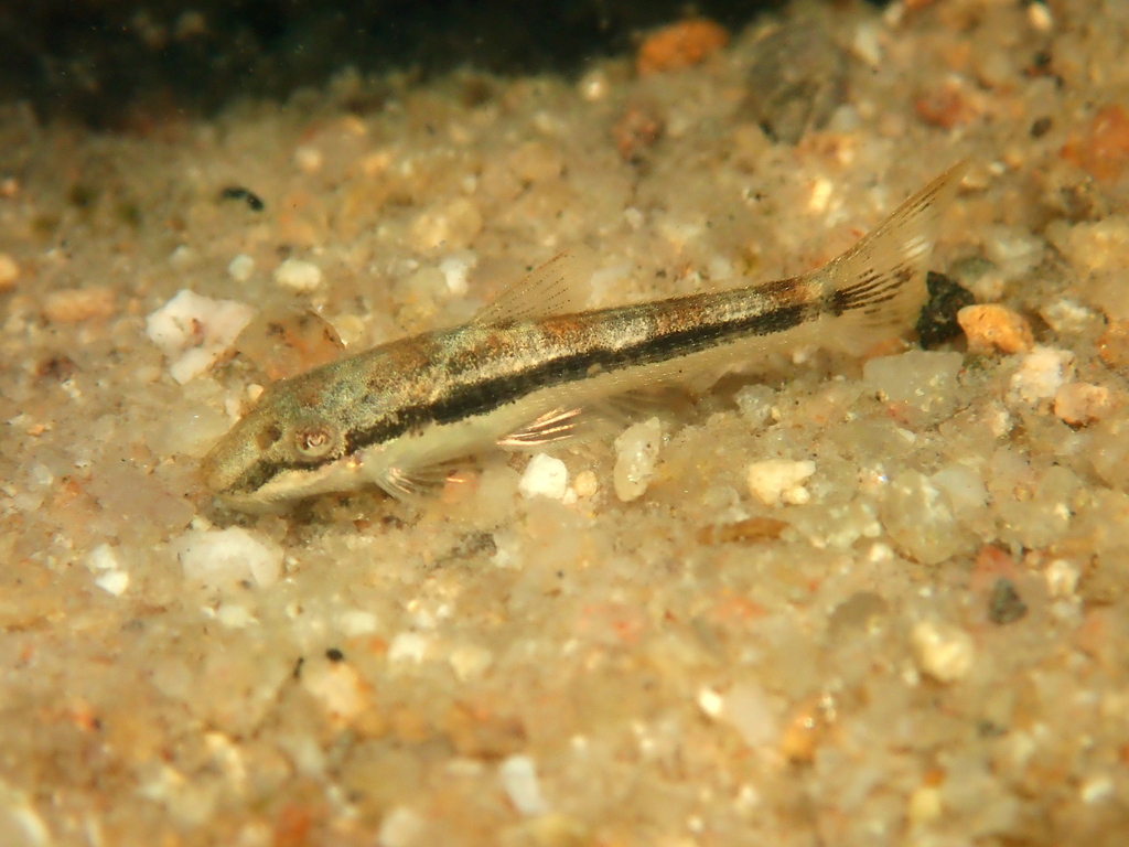 Otocinclus hasemani