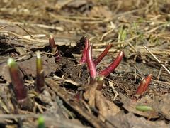 Allium microdictyon