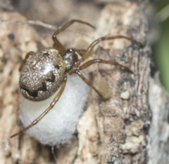 Enoplognatha marmorata