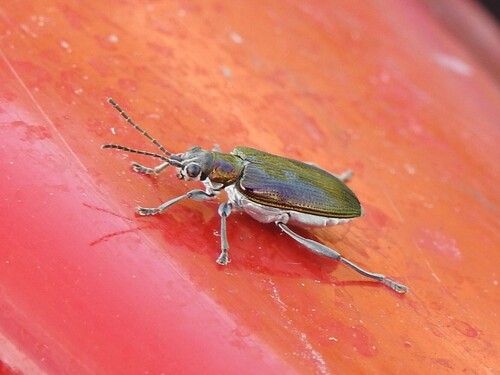 Photograph of Pond lily leaf beetles