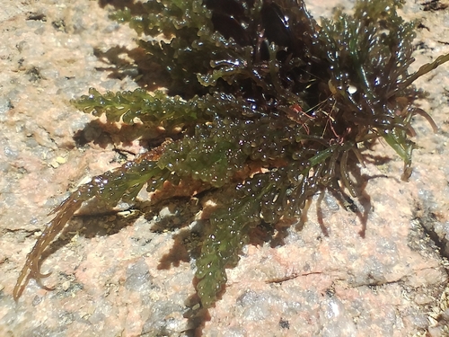 Laurencia dendroidea observed 2024-01-14