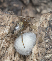 Enoplognatha marmorata