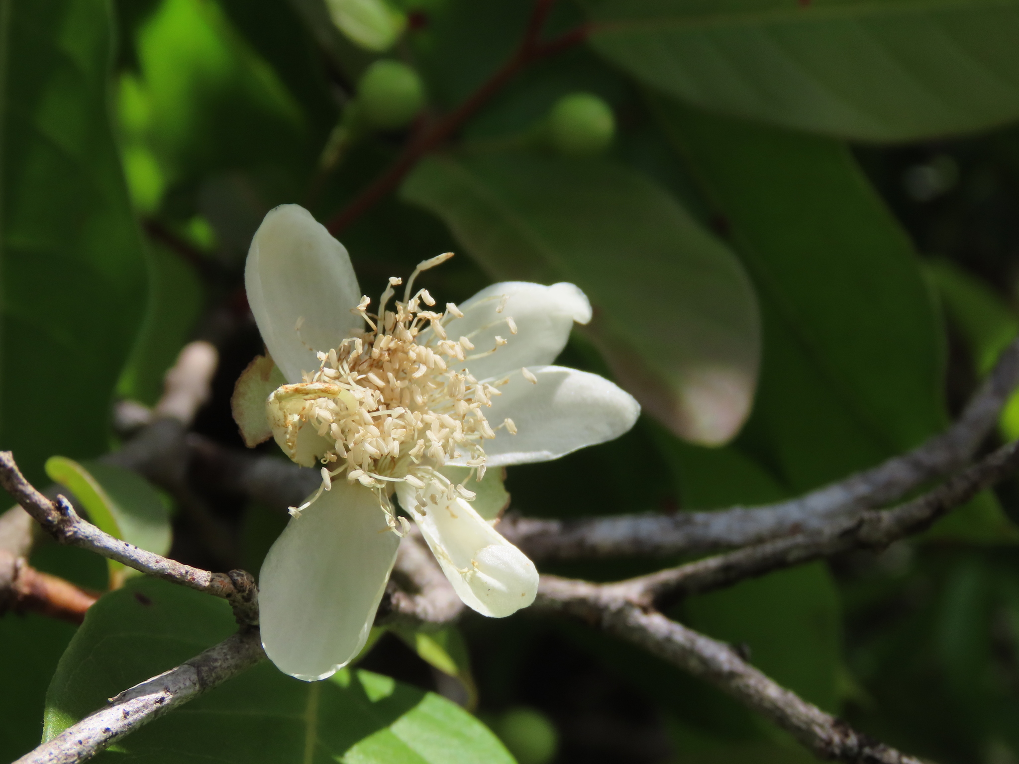 Imagem de Araçá-pera