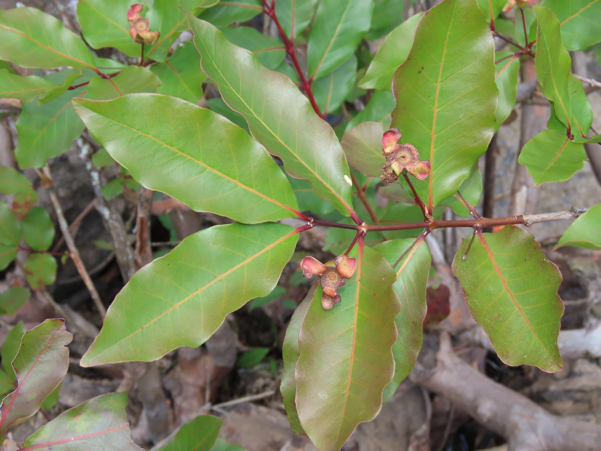 Imagem de Araçá-pera